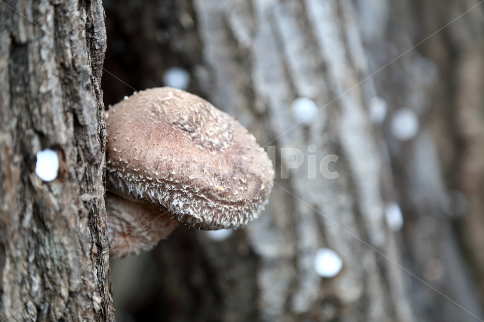 표고,버섯,느타리버섯,표고버섯,균류,재배버섯,건강음식,버섯,mushroom