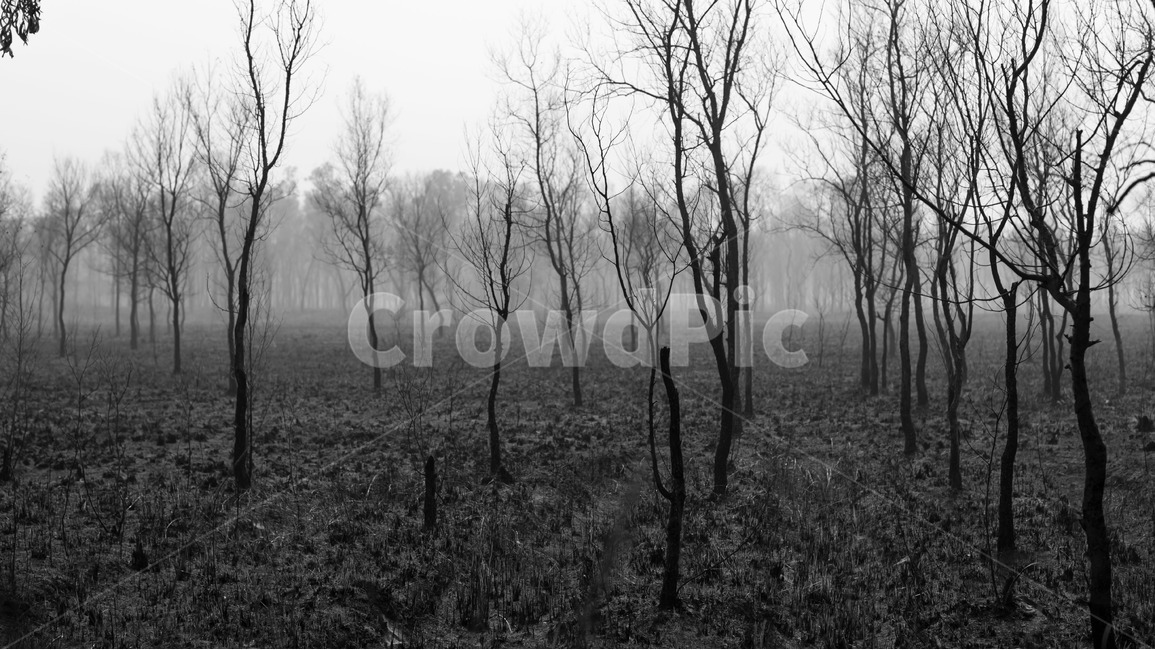 숲,나무,안개,흑백,뿌리,들,밭,풍경,자연,풍경,nature,landscape,흑백,모노톤,monochrome,black and white,weather,날씨,outdoors,옥외