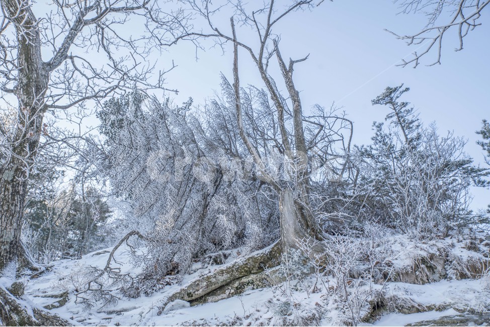 겨울,상고대,눈꽃,태백산,설산,겨울,계절,winter,season,식물,자연,plants,nature,나무,trees,wood