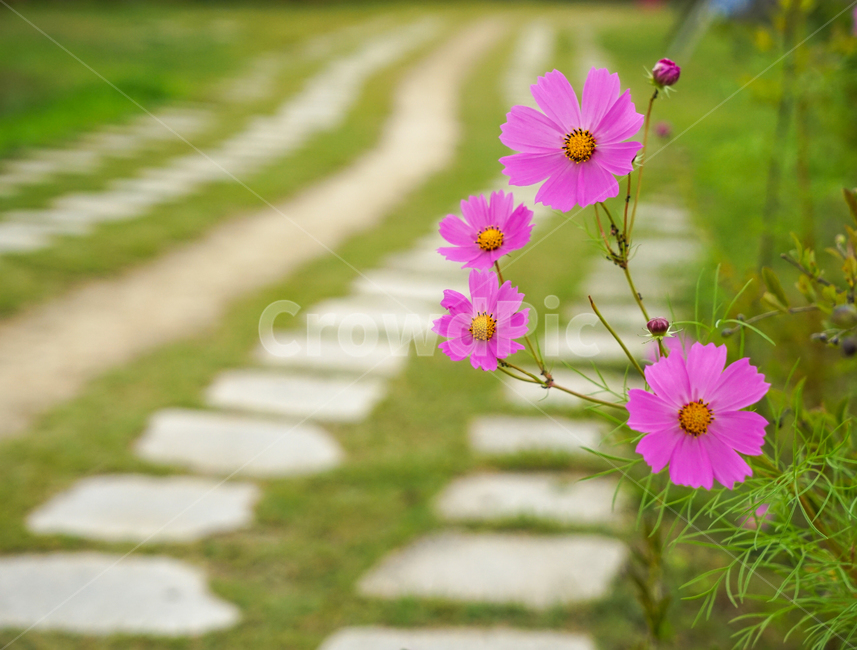 꽃,길,꽃길,코스모스,가을,공원,산책길,산책로,가을,계절,fall,autumn,season,식물,자연,plants,nature,꽃,flower,plant