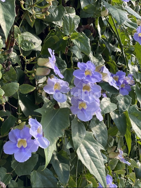 plant,식물,flower,꽃,blossom,제라늄,geranium,식물,자연,plants,nature,꽃,flower
