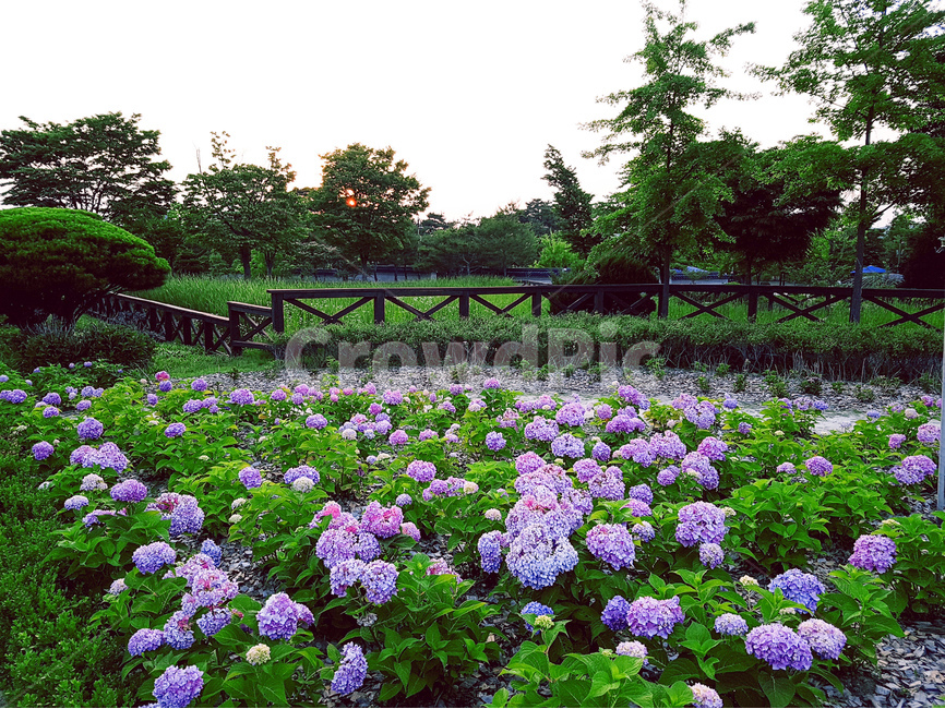 수국,꽃,여름,보라,핑크,풍경,자연,풍경,nature,landscape,식물,plants,꽃,flower,plant,blossom,geranium,제라늄