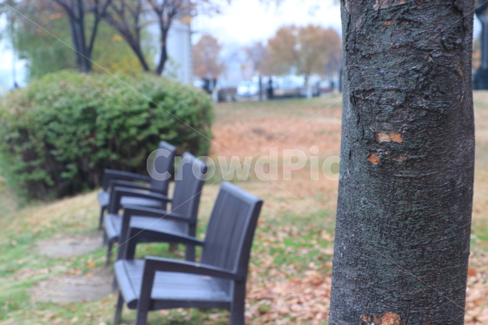 가을,공허,낙엽,외로움,autumn,가을,계절,fall,autumn,season,식물,자연,plants,nature,나무,trees,wood,chair,의자,furniture,가구,tree,plant,tree trunk,나무 줄기