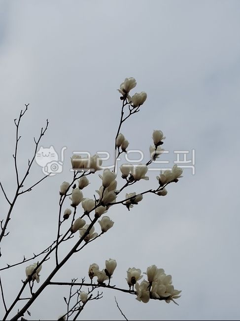 spring flowers,magnolia,white magnolia flower,magnolia flower,flower