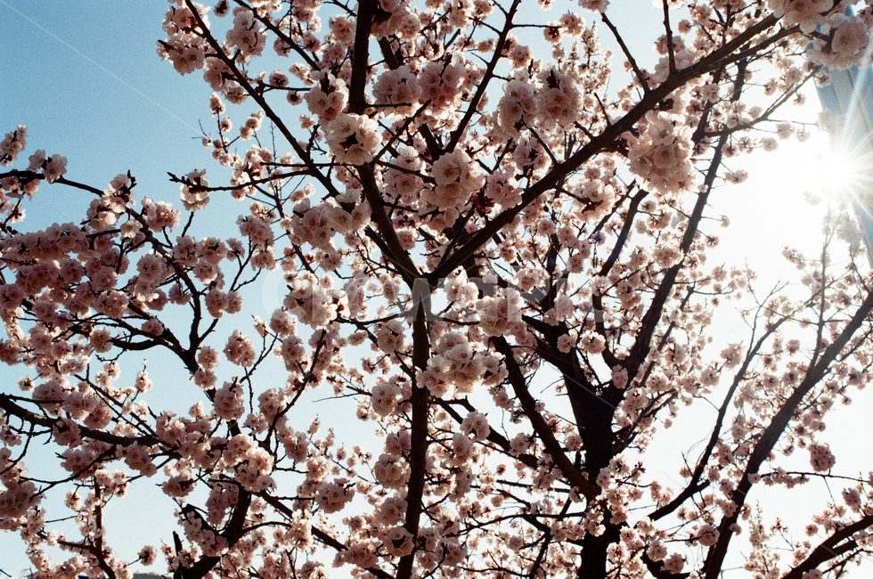꽃,벚꽃,cherryblossom,봄,flower,spring