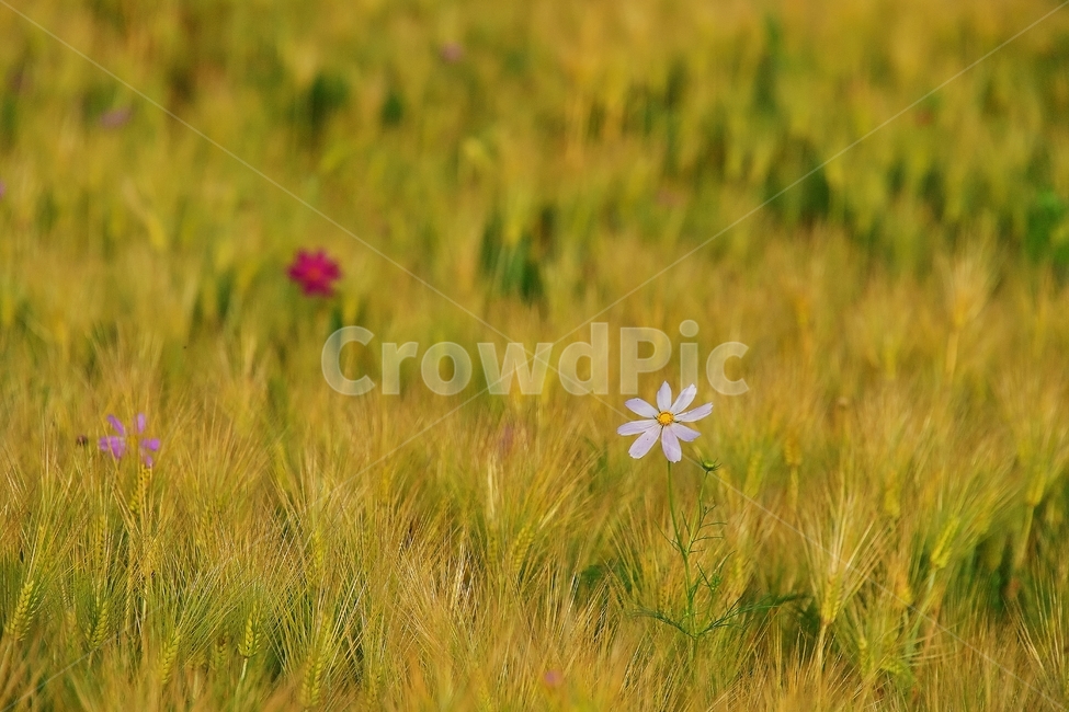 보리,보리밭,코스모스,가을,여름꽃,꽃,가을,계절,fall,autumn,season,식물,자연,plants,nature,꽃,flower,plant,grass,잔디,field,들,grassland,목초지,outdoors,옥외