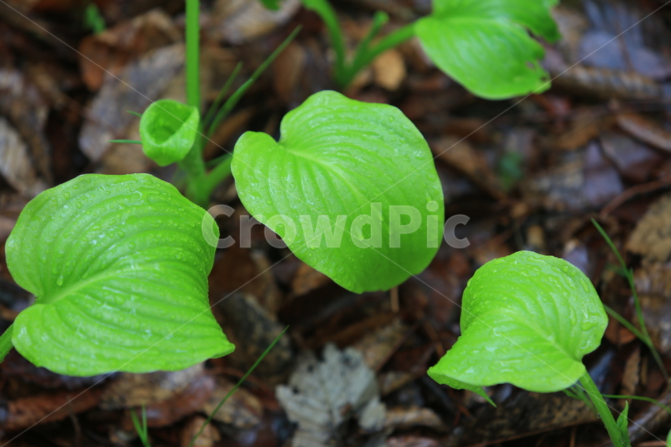봄비,빗방울,풋풋함,연두,산뜻함,나뭇잎,시원함,봄,식물,자연,plants,nature