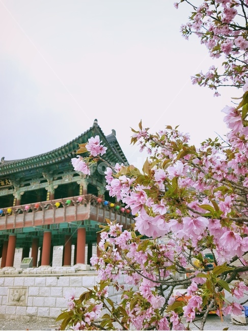 봄,꽃,사찰,절,건축물,건물,spring,flower,temple,buddhisttemple,architecture,building,배경화면