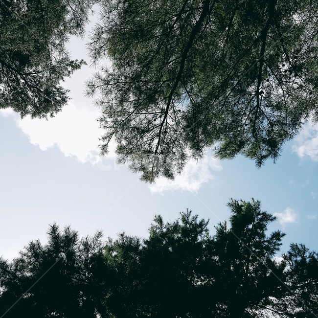 소나무,하늘,가을하늘,누운풍경,가을소나무,식물,tree,plant