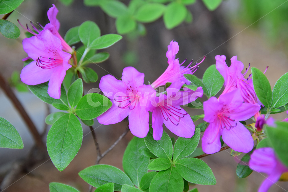 철쭉,진달래,꽃,빨간꽃,식물,자연,보라색,핑크,plant,nature,flower,네이처,플랜트,배경,화사한,식물,자연,plants,nature,꽃,flower