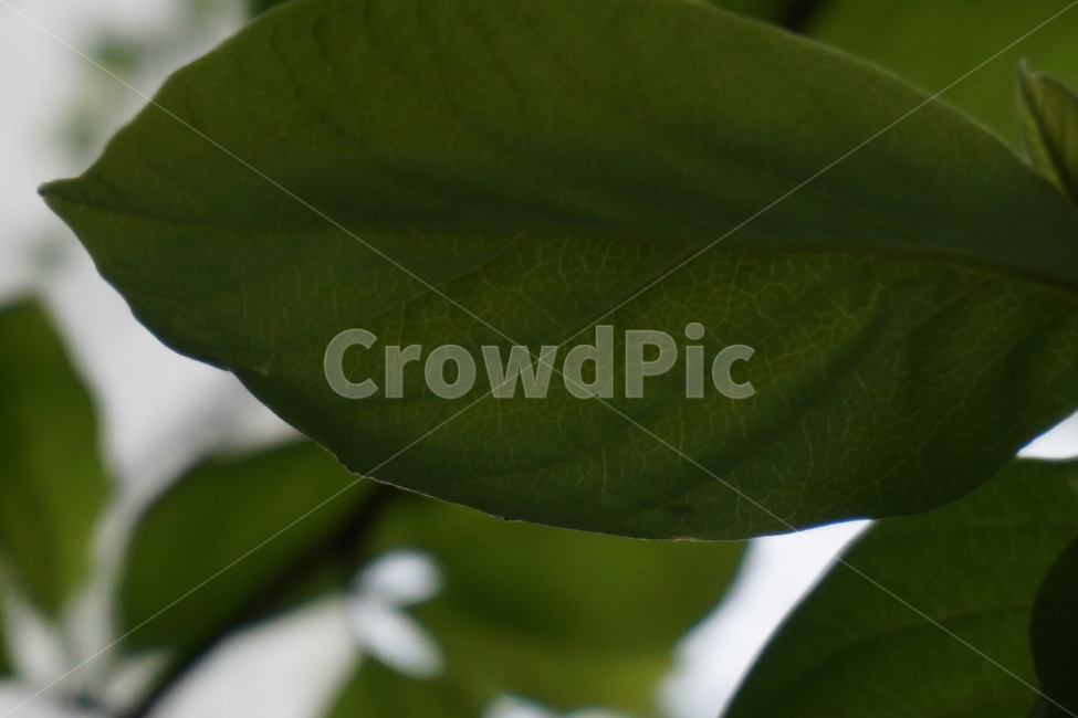 봄,4월,목련잎,목련나무,목련,싱그러움,하늘,초록색,식물,자연,plants,nature