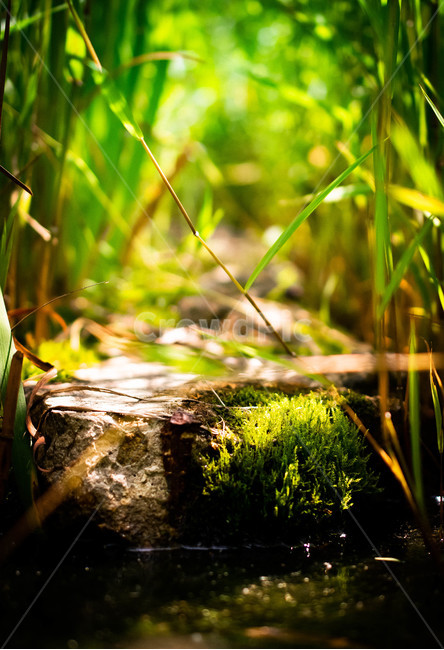 자연,세로운,세상,미니아쳐,식물,new,world,miniature,nature,plants,river,rock,자연,풍경,nature,landscape