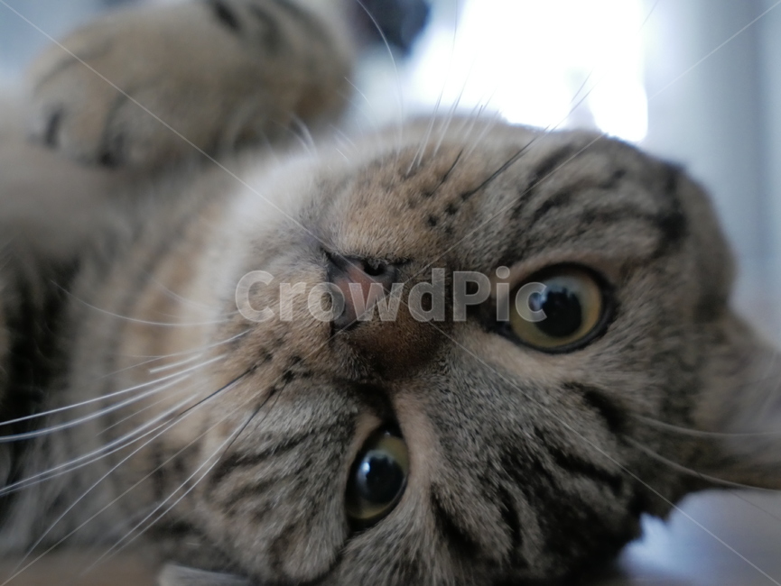 고양이,동물,얼굴,표정,개냥이,호기심,애교,귀여운,동물,animal,포유류,mammal,고양이,cat,kitten,kitty