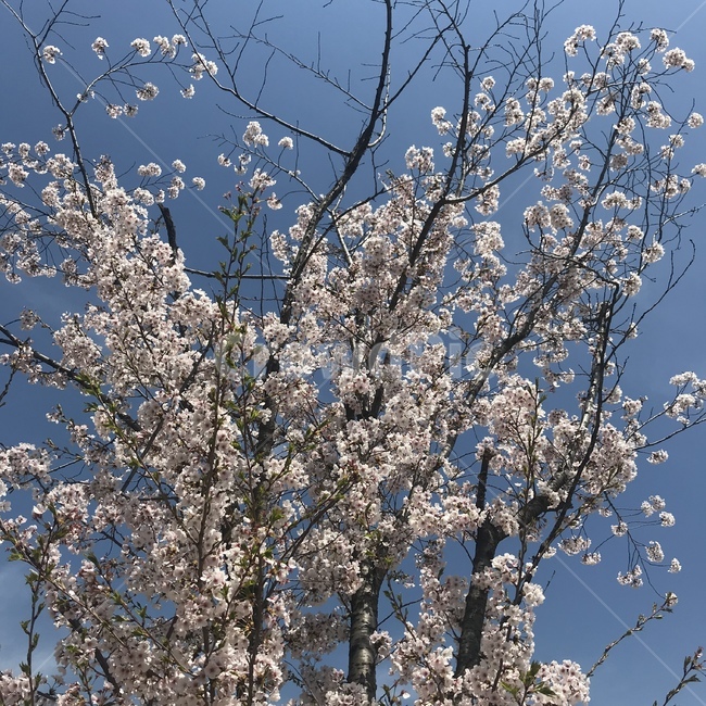 plant,cherryblossom,flower,blossom,벚꽃,꽃