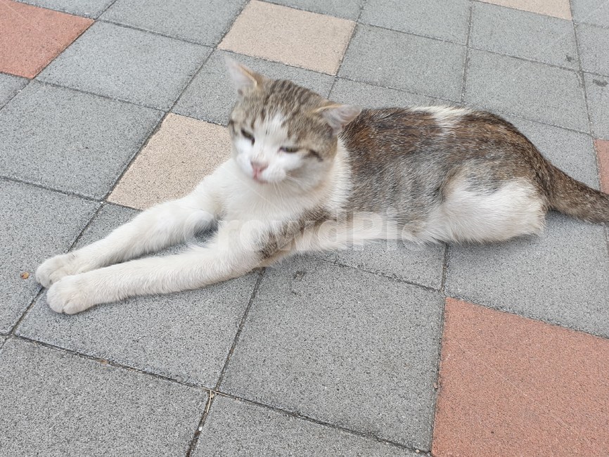 길양이,길냥이,고양이,cat,load,길고양이,동물,animal,포유류,mammal,고양이,cat,kitten,kitty
