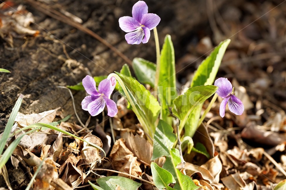 제비꽃,보라,이른봄,계절,식물,bloom