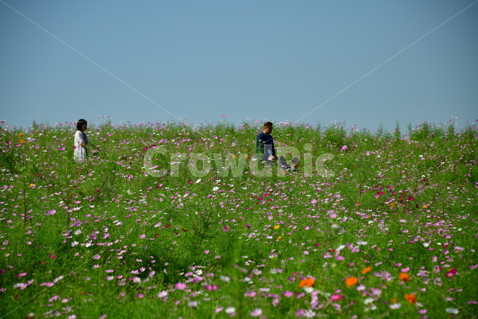 코스모스,꽃,가을,식물,자연,plant,flower,식물,자연,plants,nature,꽃,flower