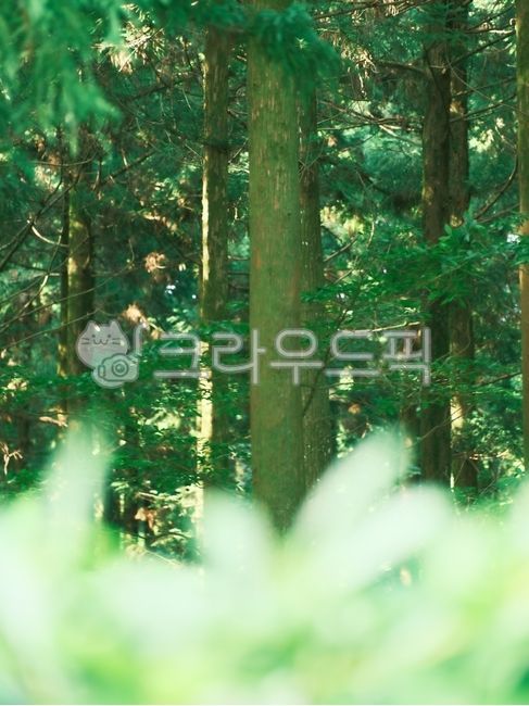 아름다운, 수풀, 나뭇가지, 나무가지, 숲속, 사진,이미지,일러스트,캘리그라피 - 돌하르냥작가
