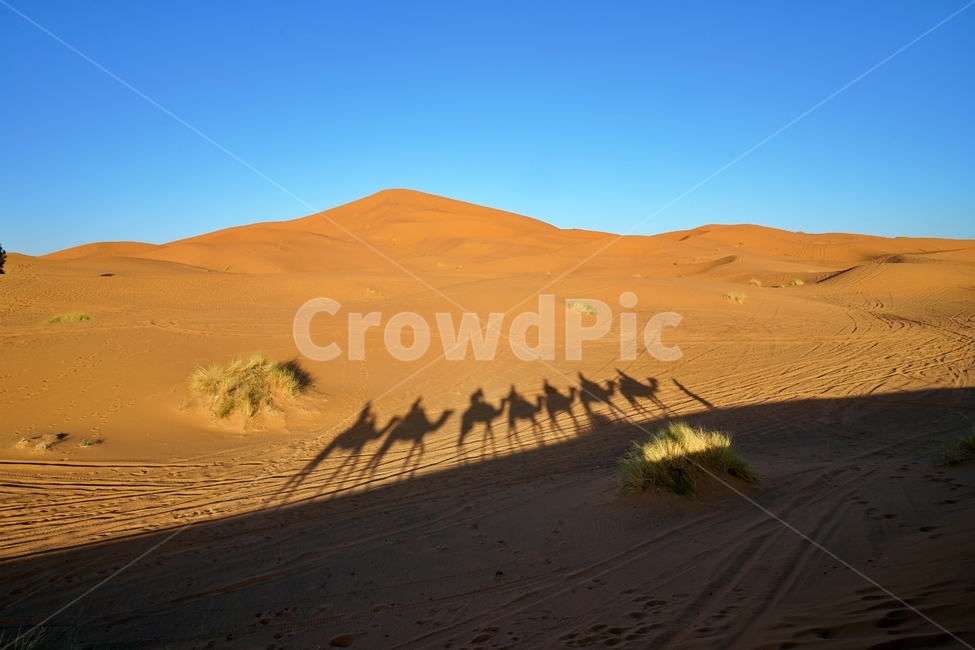 사막,desert,사하라사막,saharadesert,낙타,camel,그림자,shadow,일몰,선셋,sunset,붉은색,red,nature,자연,outdoors,옥외,sand,모래,dune,모래언덕,sunlight,빛