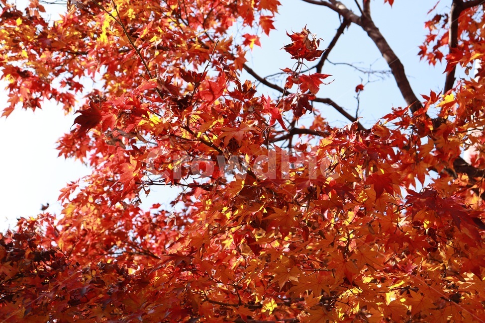 단풍,빨간색,나무,햇살,자연,가을,계절,fall,autumn,season,plant,식물,leaf,잎,tree,maple