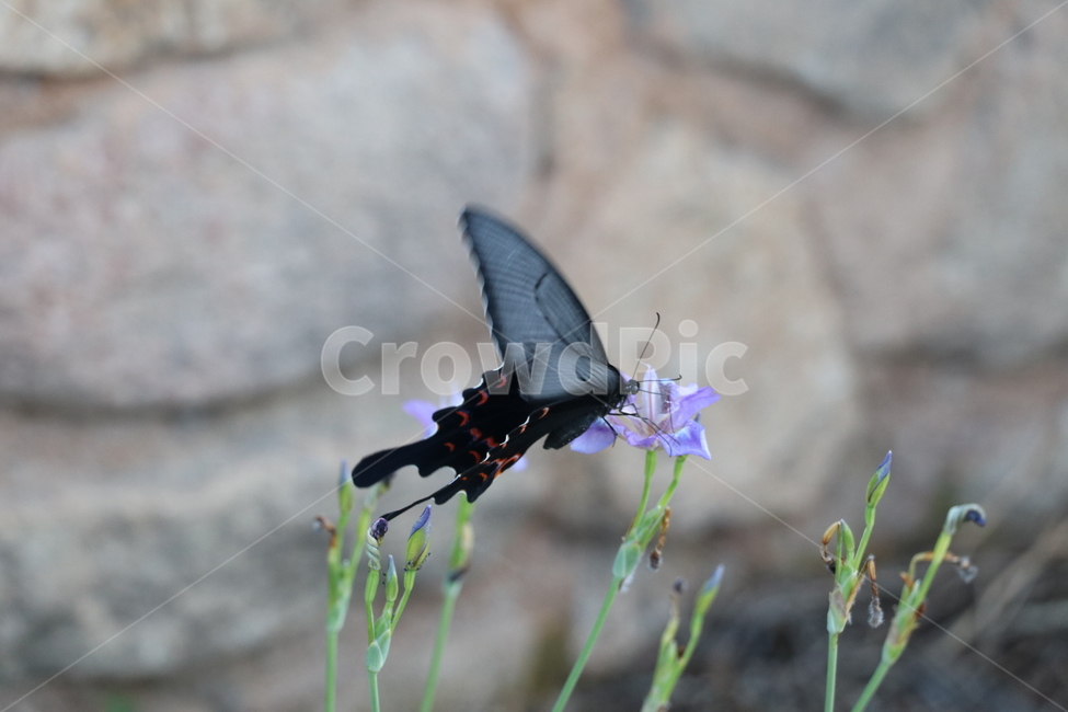 나비,식물,plant,꽃,호랑나비,동물,animal,곤충,벌레,insect,bug