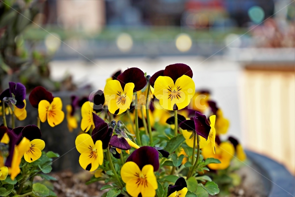 봄,정원,가드닝,원예,원예식물,화려,식물,꽃,garden,scent,healing,bloom,colorful,floral,flower,gardenflowers,happymind,life,nature,plant,spring