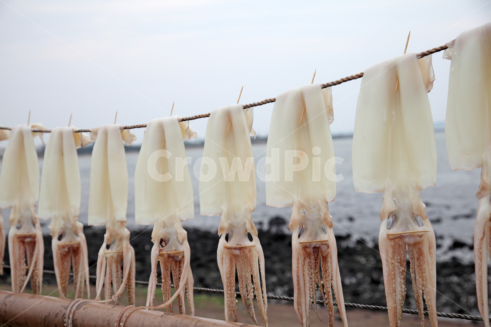오징어,해산물,수산물,음식,식재료,생선,야외,실외,건조,말리기,마른오징어,마른,어촌,어업,수산업,어류,클로즈업,신선한,싱싱한,바다,자연,풍경,제주,제주도,한국,음식,식재료,요리,food,cook,meal,dishes,food reserves,수산물,해산물,fishery products,seafood