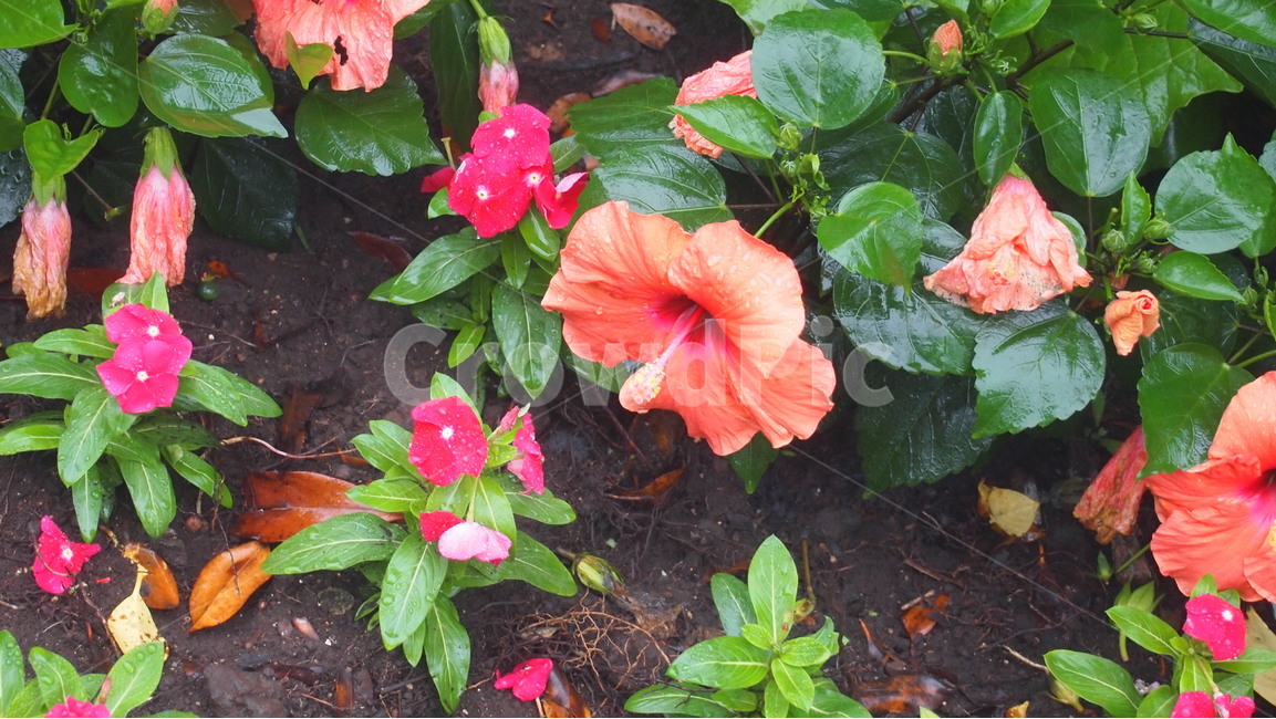 꽃,주황색꽃,들꽃,나팔꽃,카멜리아힐,식물,자연,plants,nature,꽃,flower