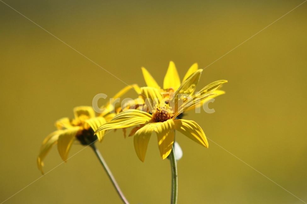 돼지감자,꽃,가을꽃,국화과,topinambur,돼지감자꽃,식물,자연,plants,nature,꽃,flower