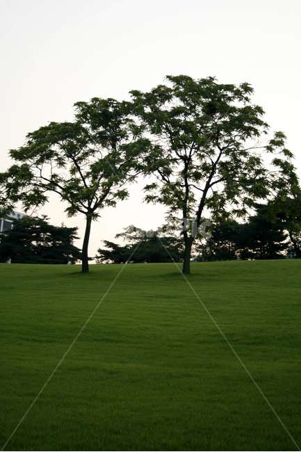 나무,공원,휴식,하늘,초록,여름,잔디,자연,풍경,nature,landscape,식물,plants,나무,trees,wood,grass,plant,lawn,outdoors,옥외,park