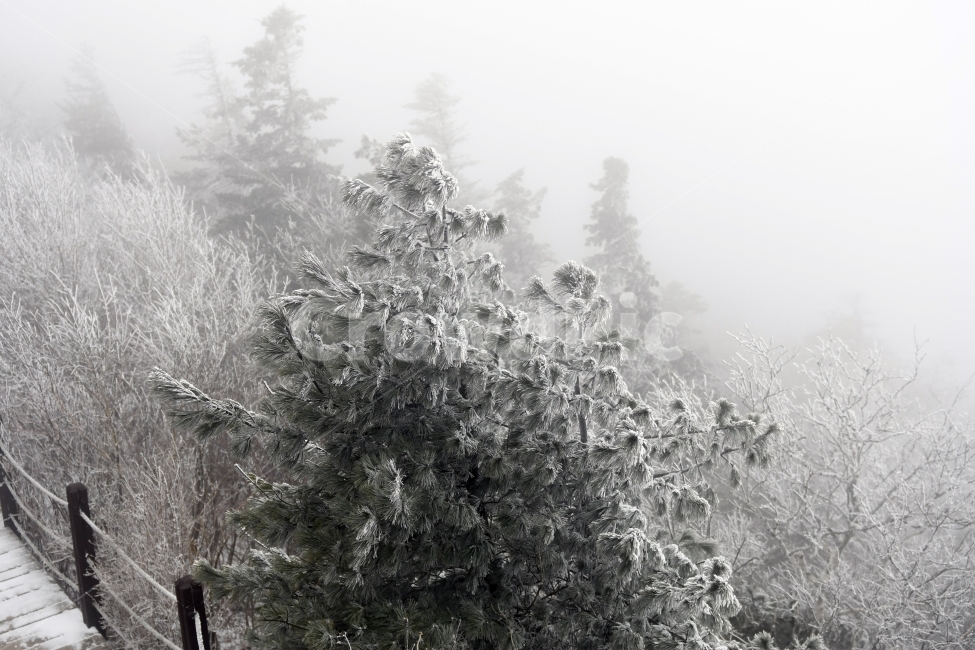 눈,풍경,겨울,눈꽃,상고대,바람,서리,추위,산,나무,겨울,계절,winter,season,자연,풍경,nature,landscape,식물,plants,나무,trees,wood,outdoors,옥외