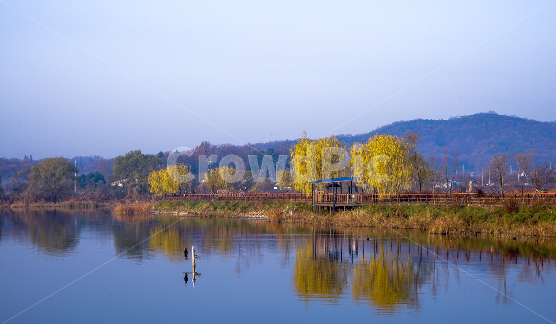 호수,버드나무,새,조류,분수대,공원,자연,풍경,nature,landscape,outdoors,옥외,water,물