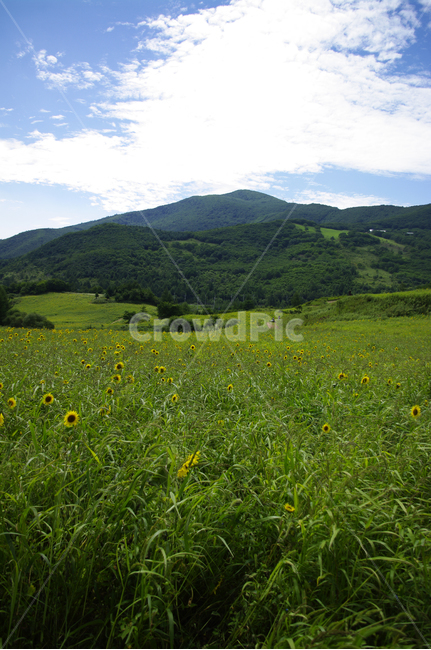 꽃밭,해바라기,식물,flower,풍경,하늘,구름,자연,풍경,nature,landscape,outdoors,옥외,grassland,목초지,field,들