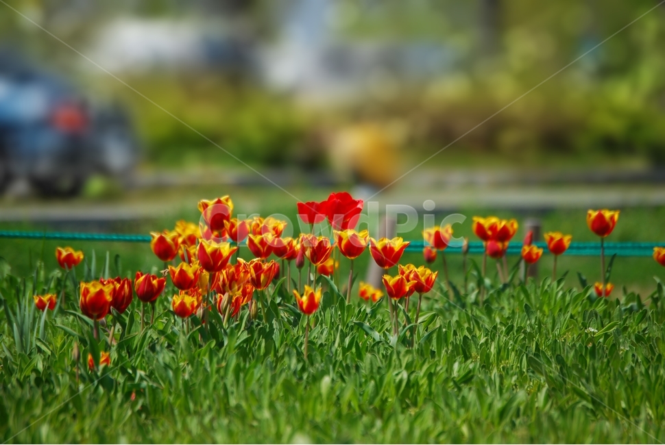 봄,튤립,공원,여행,산채,꽃,행복,봄,계절,spring,season,식물,자연,plants,nature,꽃,flower,plant