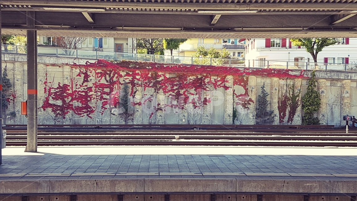 Red,vine tree,train track,building,platform,Maple
