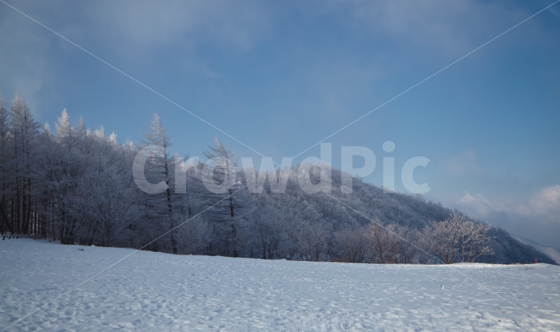 겨울,상고대,함백산,만항제,눈,겨울,계절,winter,season,자연,풍경,nature,landscape,한국자연풍경,한국자연경관,korea nature landscape,tree,나무,plant,식물,outdoors,옥외,ice,빙,abies,아비,fir,전나무