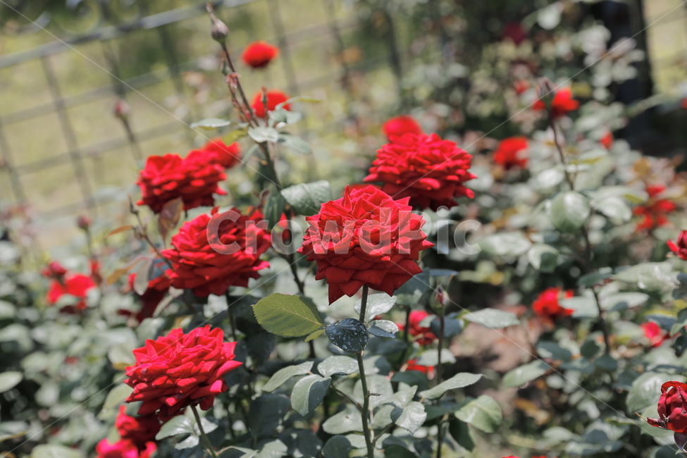 장미,꽃,여름,열정,flower,rose,화단,조경,빨강,식물,자연,plants,nature,꽃,flower