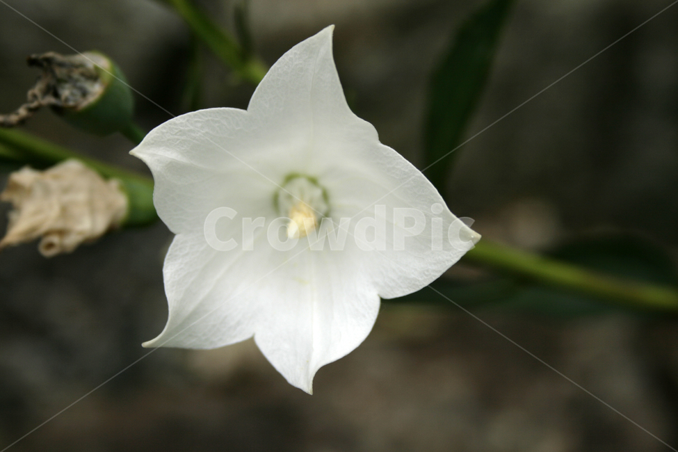 도라지꽃,식물,flower,plants,nature,꽃,꽃봉오리,식물,자연,plants,nature,꽃,flower