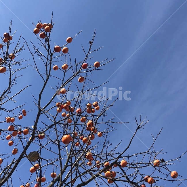 하늘,가을,구름,나무가지,감,나무,가을하늘,겨울하늘,풍경,sky,cloud,tree,식물,자연,plants,nature,과일,열매,fruit