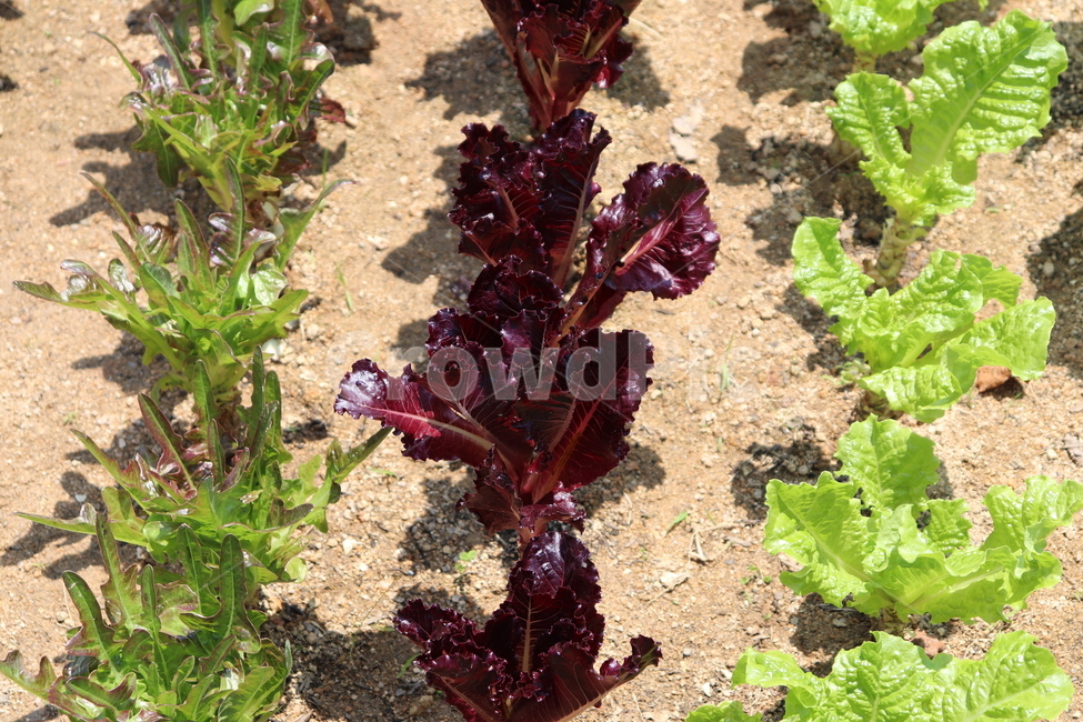 상추,lettuce,쌈채소,로메인,적상추,청상추
