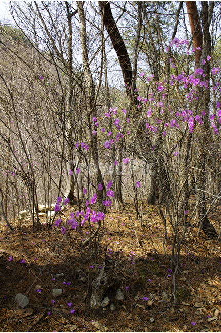 진달래,꽃,식물,숲,분홍,분홍색,봄,flower,spring,봄,계절,spring,season,식물,자연,plants,nature,꽃,flower,plant,ground,바닥