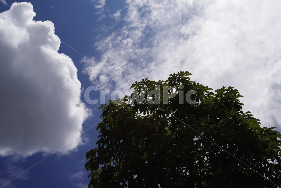 하늘,구름,나무,여름,하늘색,흰색,배경화면,바탕화면,자연,summer,sky,blue,tree,nature,natural,cloud,white,자연,풍경,nature,landscape,weather,날씨,cumulus,적운,outdoors,옥외