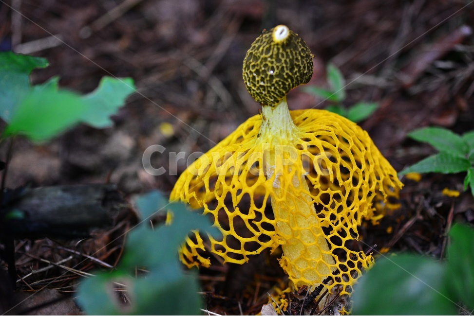 fungus,진균류,plant,버섯,포자,망태버섯,노랑망태버섯,독버섯,자연,식물,소나무숲,여름