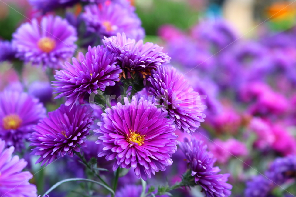 꽃,국화,국화꽃,식물,자연,소국화,야생화,식물,자연,plants,nature,꽃,flower