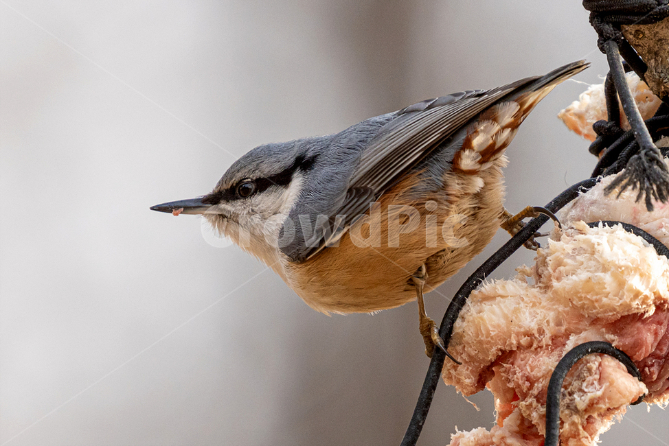 조류,새,동고비,참새목,자연,동물,animal,조류,새,birds
