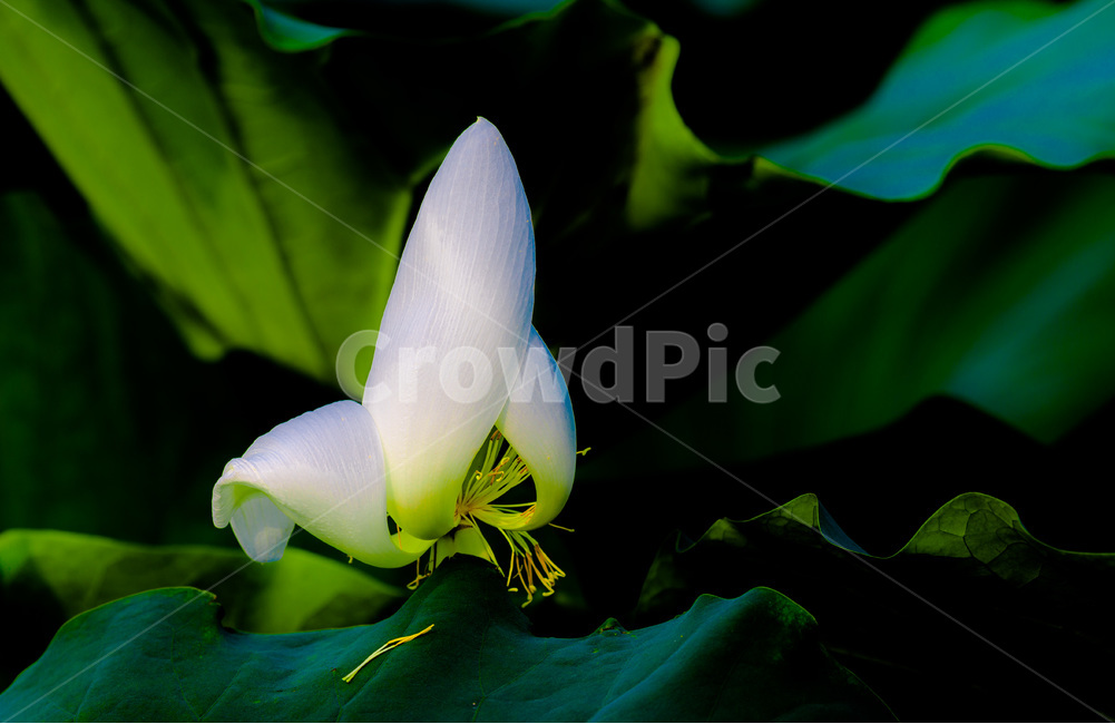 연잎,연꾳,문양,문늬,습지,식물,자연,plants,nature,꽃,flower