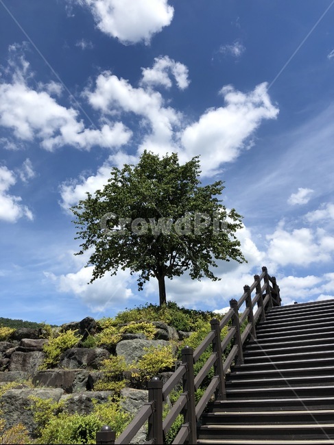 나무,하늘,tree,풍경,여름,summer,시원함,구름,한국풍경,landscape,view,푸른하늘,한국관광지