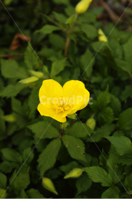 식물,plant,자연,nature,꽃,flower,봄,spring,계절,식물,자연,plants,nature,꽃,flower