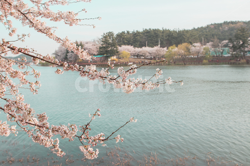 벚꽃,blossom,꽃,flower,cheeryblossom,자연,nature,flowers,풍경,outdoors,봄,계절,spring,season