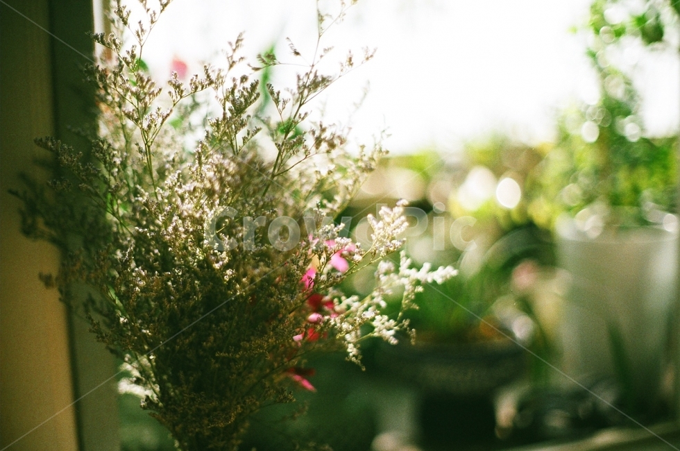 필름사진,감성사진,꽃,풍경사진,화분,식물,자연,plants,nature,꽃,flower,실내용화초,화분,화초,house plant,감성,sensible,feeling,인테리어,실내디자인,interior design